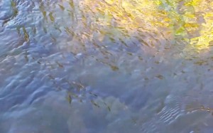 Aotearoa Wai: Aura Image
