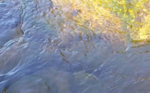 Aotearoa Wai: Aura Image