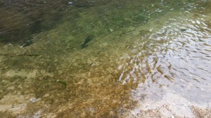 Words for Water: Mary, Stage 5