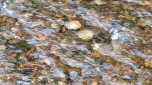 Words for Water: Mary, Stage 5