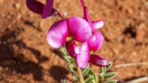 On the APY Lands