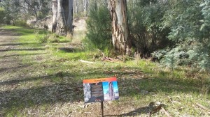 Scarred Tree panel - with large scare tree in the background