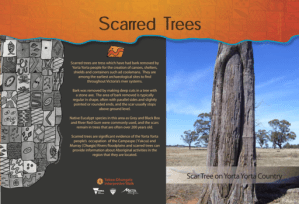 Panel - Scarred Trees