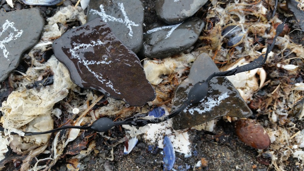 "Message from the shore: Incoming tide" found objects, 2016