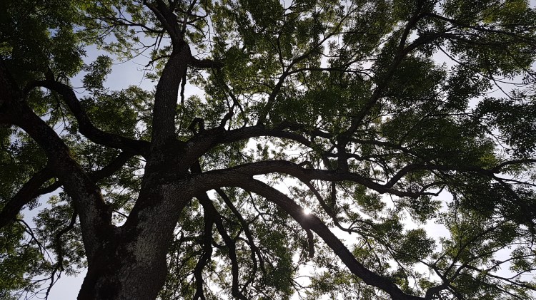 The tree knows all the stories