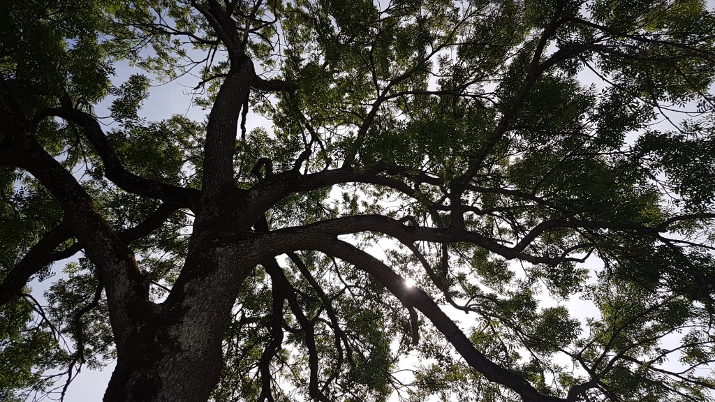 The tree knows all the stories