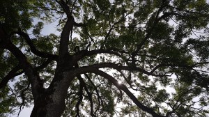 The tree knows all the stories © Tracey M Benson || bytetime