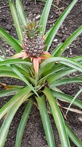 The Eden Project, Photograph © Tracey M Benson