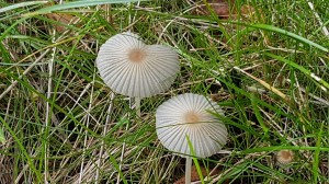 Mushrooms © Tracey M Benson