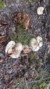 Mushrooms © Tracey M Benson