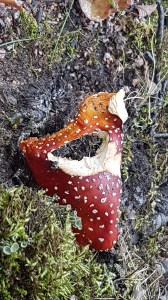 Mushrooms © Tracey M Benson