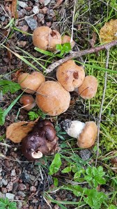 Mushrooms © Tracey M Benson