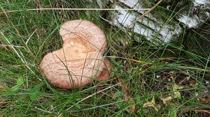 Mushrooms © Tracey M Benson