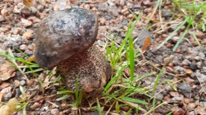 Mushrooms © Tracey M Benson