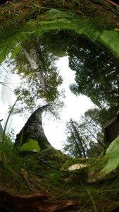 360 Landscape © Tracey Benson