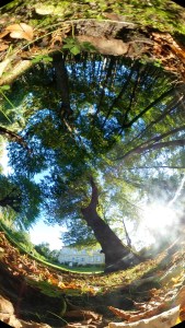360 Landscape © Tracey Benson