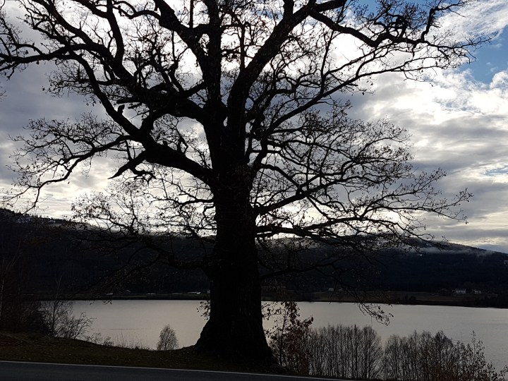 Gamle Mester © Tracey M Benson 2017