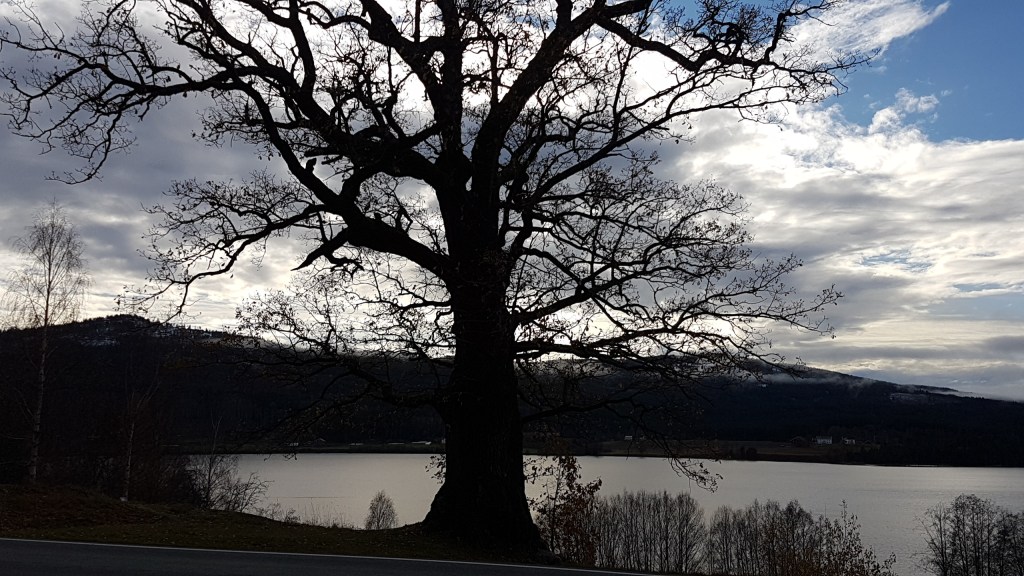 Trees,  Elders & Cross Species&nbsp;Connections