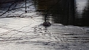 Swans © Tracey M Benson 2017