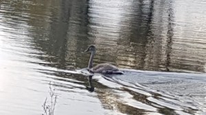 Swans © Tracey M Benson 2017