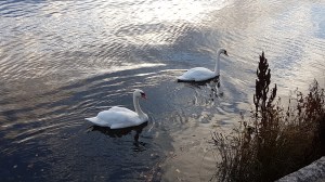 Swans © Tracey M Benson 2017
