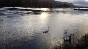 Swans © Tracey M Benson 2017