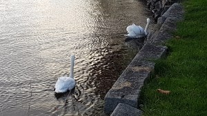 Swans © Tracey M Benson 2017