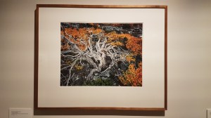 Dombrovskis: Journeys into the Wild. Photo by Tracey M Benson