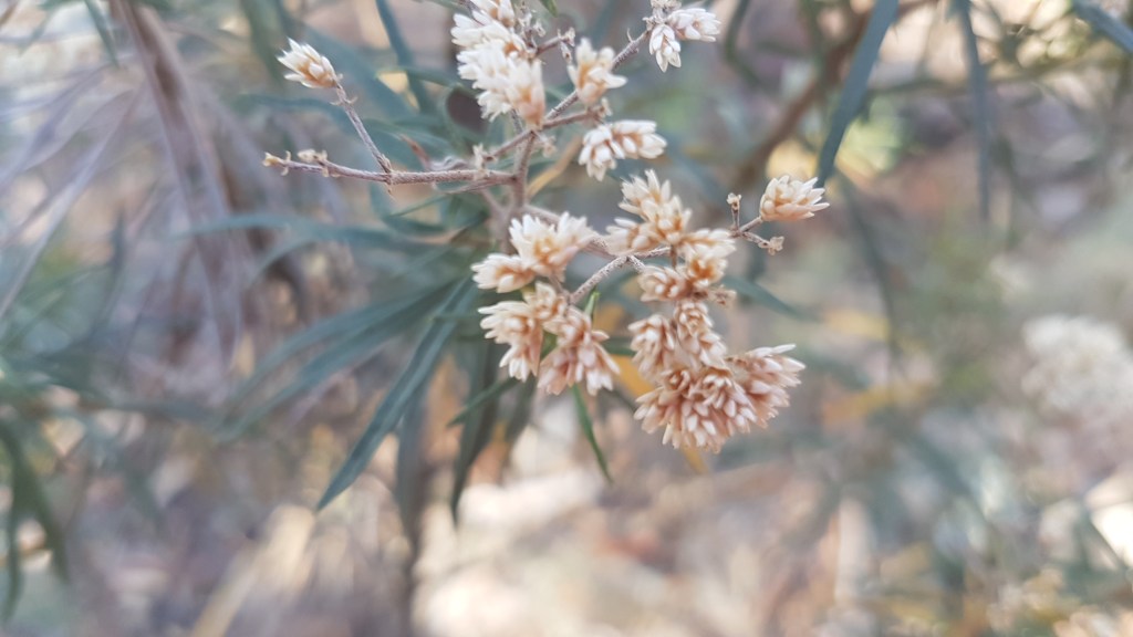 Learning about healing plants with Dharwra Tours