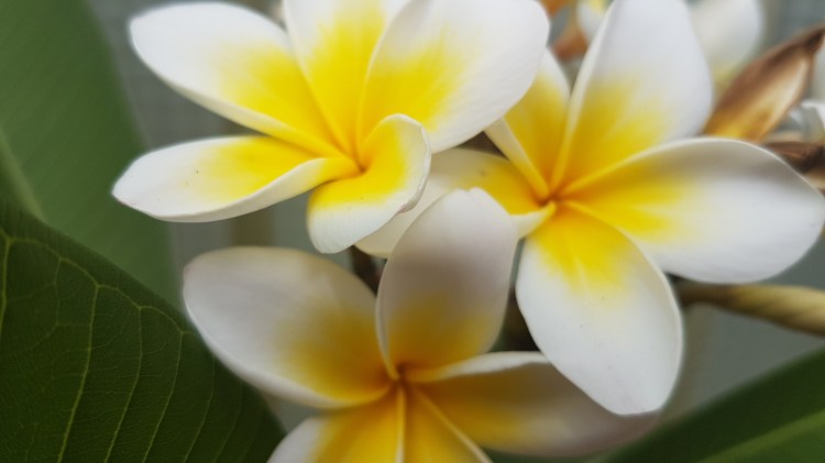 Photowalking in Neo Chorio