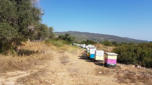 Bee hives in Neo Chorio