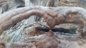My new tree friend