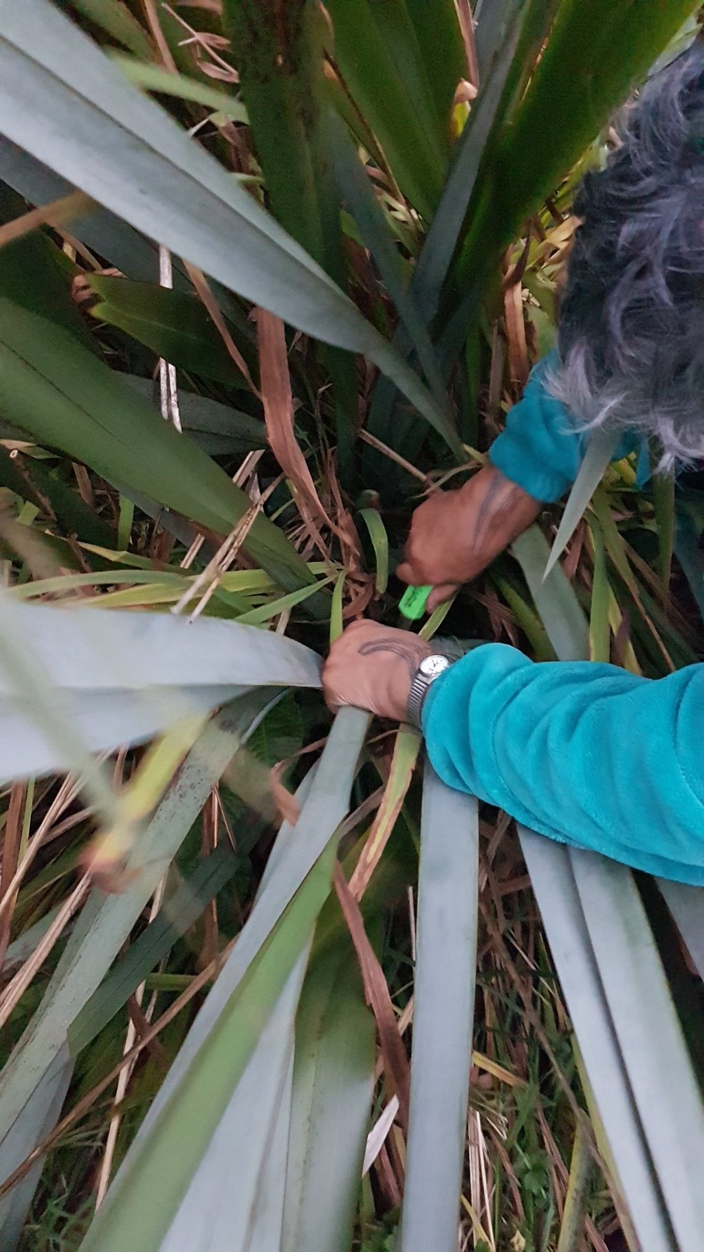 The Silence : Puanga @ Parihaka – Cutting&nbsp;Harakeke