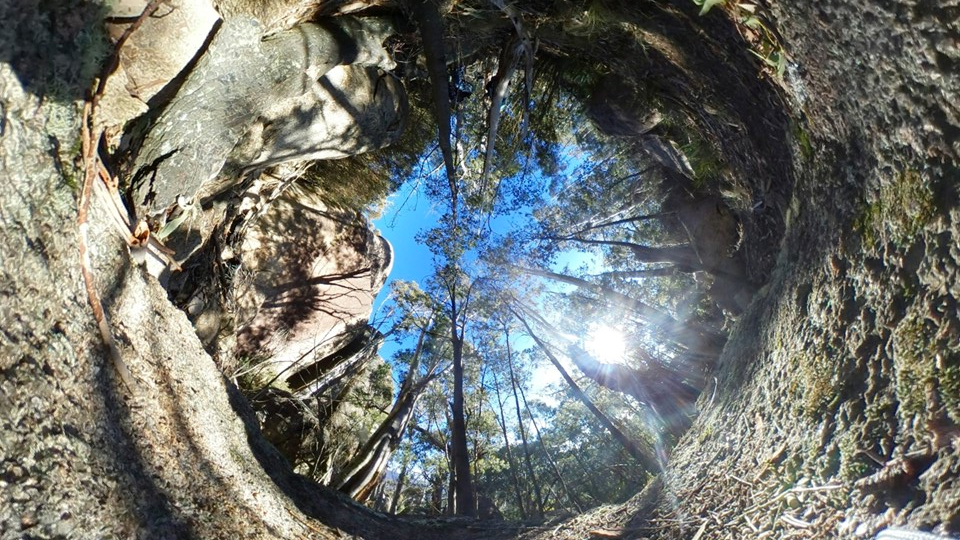 Talking to Trees | Soundwalk&nbsp;Sunday