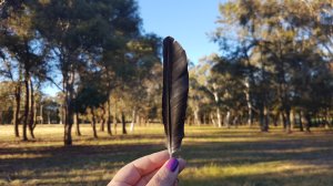 Feather
