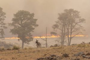The Pialligo fire. Photo: Thomas Lucraft.