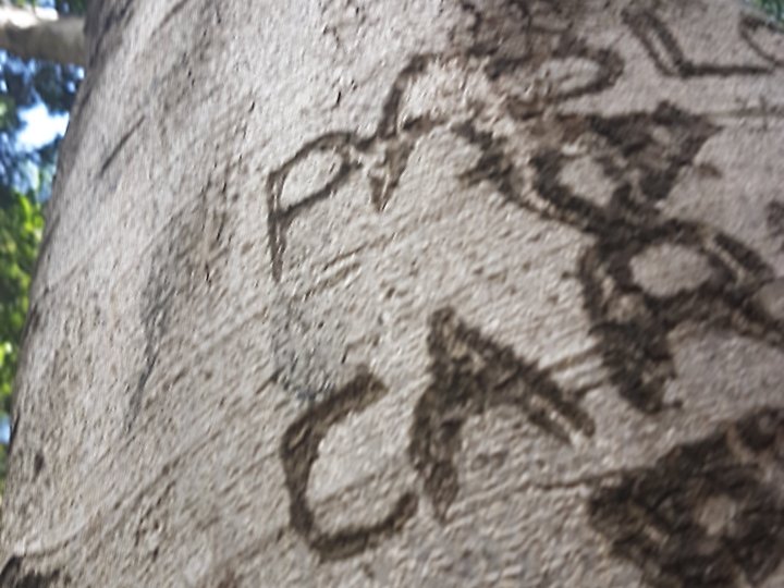 Tree story Groundworks | Landlinks © Tracey M Benson