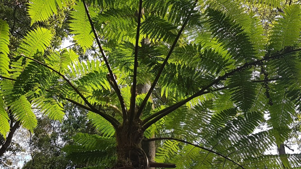 Rainforest Gully © Tracey M Benson 2020