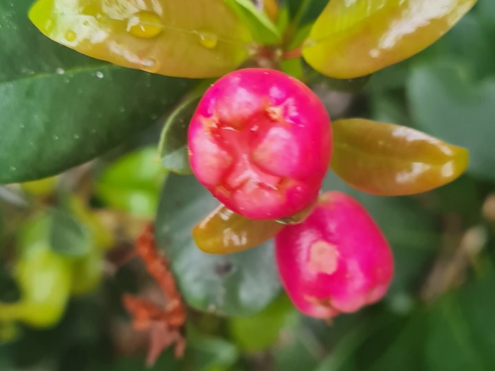 Lily Pily at Sylvan Beach, © Tracey M Benson 2024