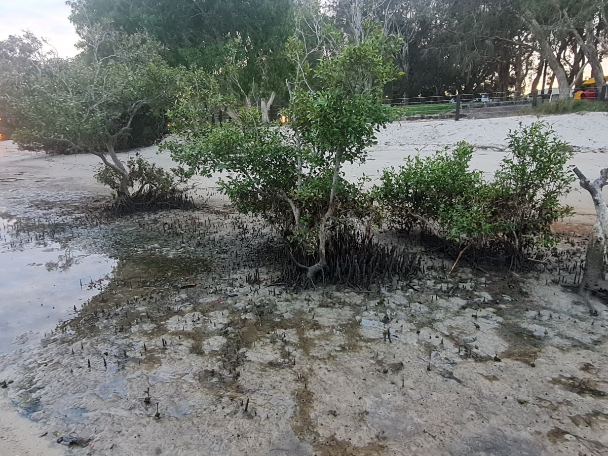 Mangrove Kin #1 | Pir’ri: your roots are my&nbsp;oxygen