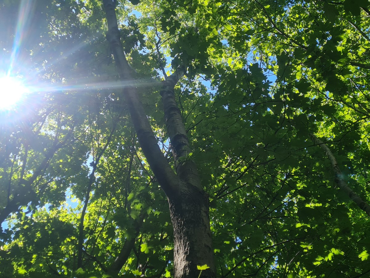 Layers of kin – exploring plant communication in&nbsp;Toronto